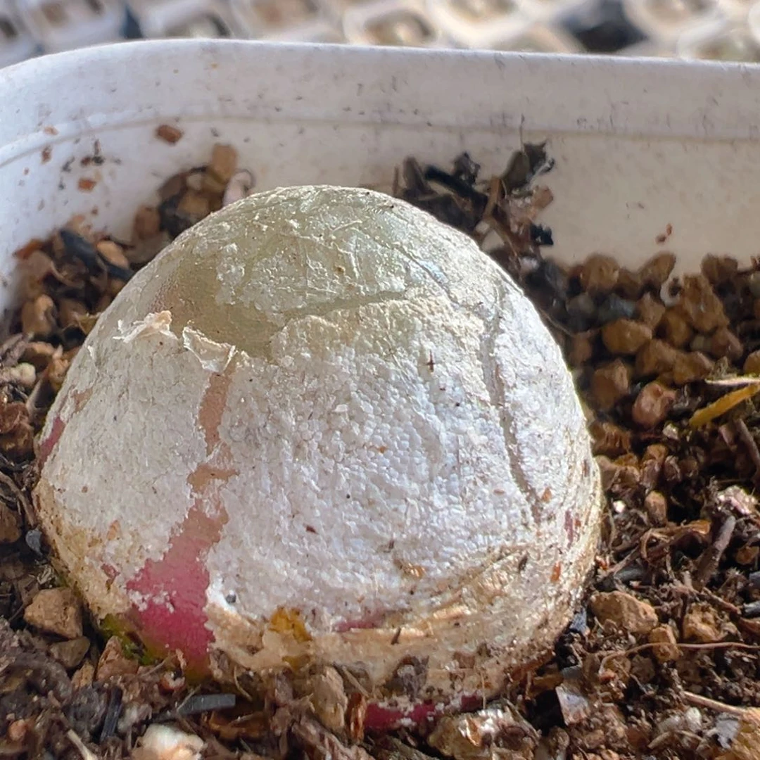 73多肉植物百科知识