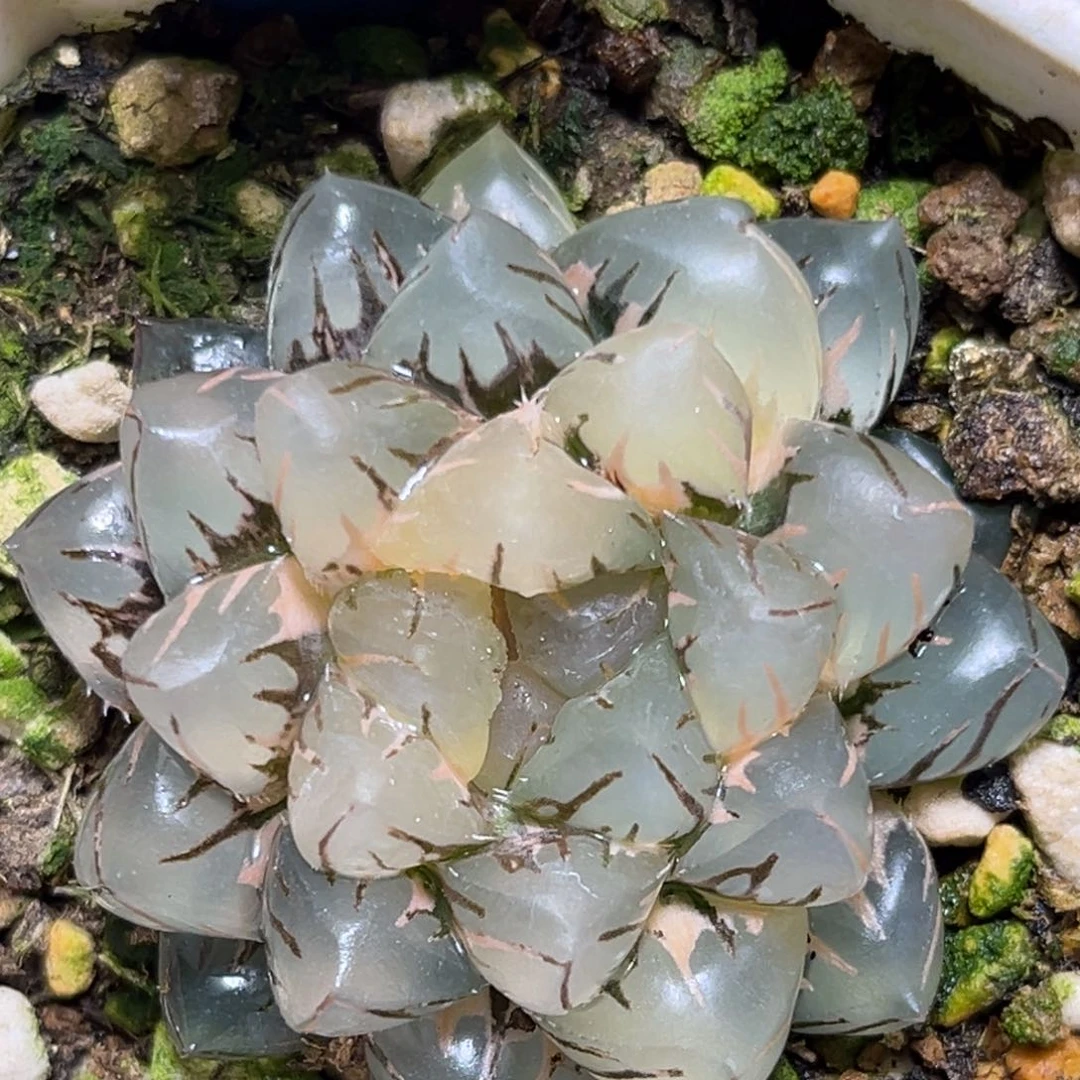 恭喜发财大吉大利0228