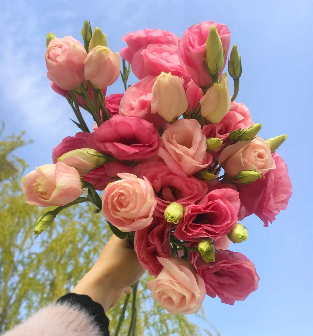 套餐05  粉色桔梗一小把+白色迷你菊一小把