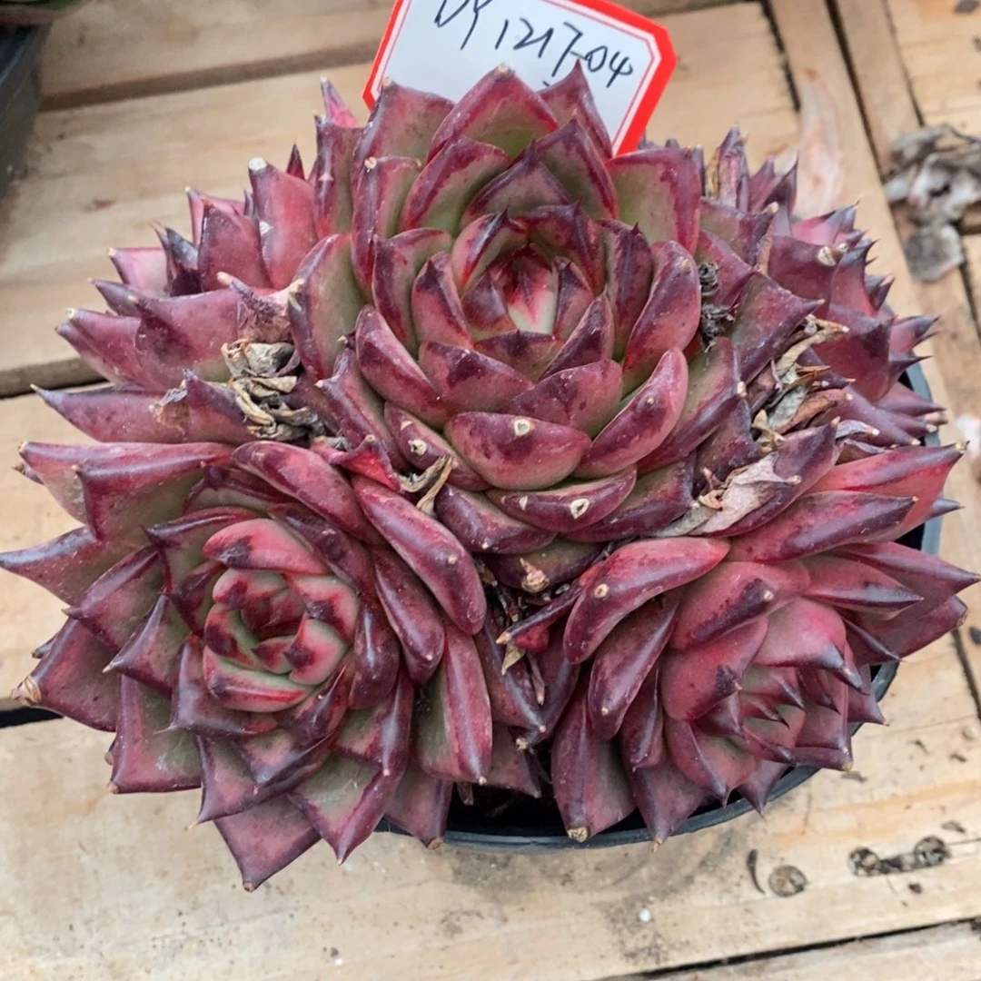 红茶玛利亚1217-04（乐天）