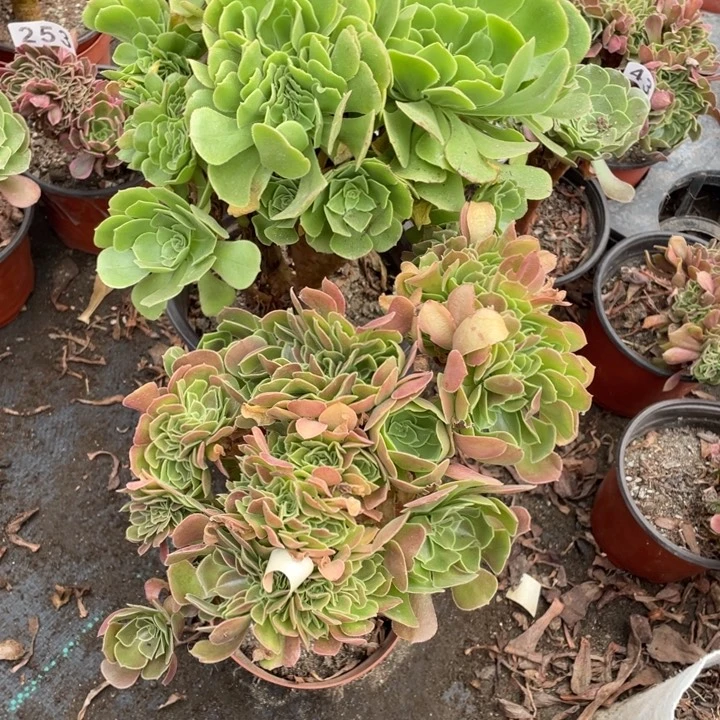 346绿羊绒，851柠檬玫瑰