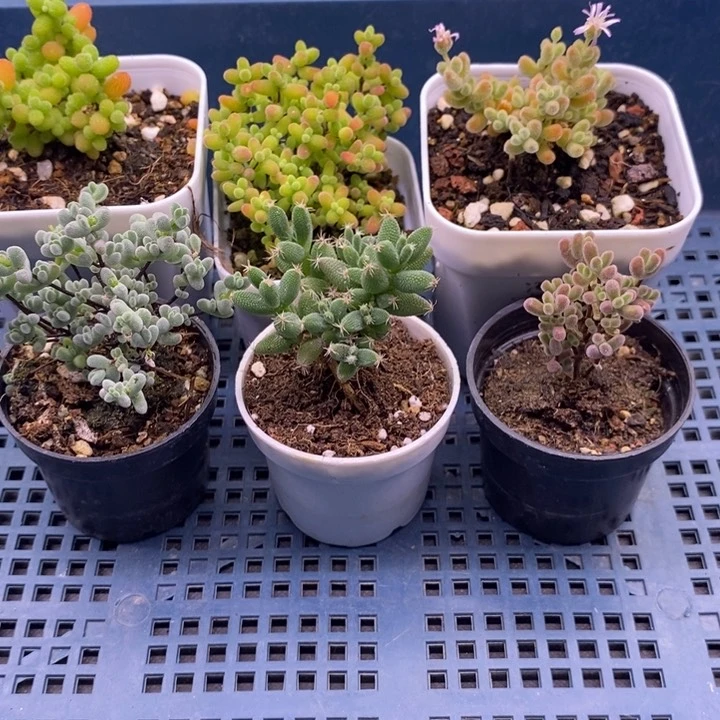 无花朵132六颗枝干套餐。