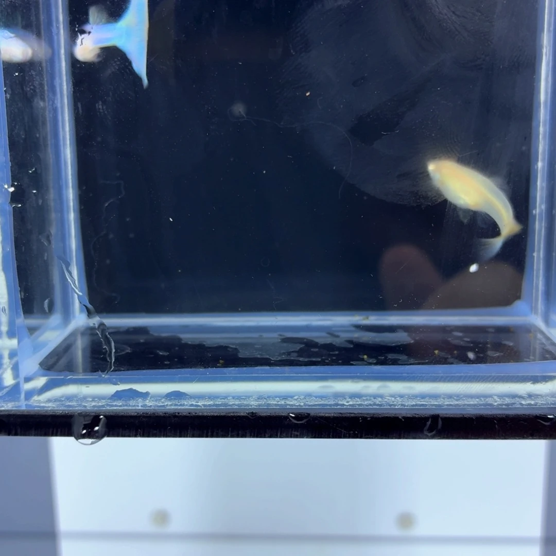 孔雀鱼新加蓝白子一对（48）