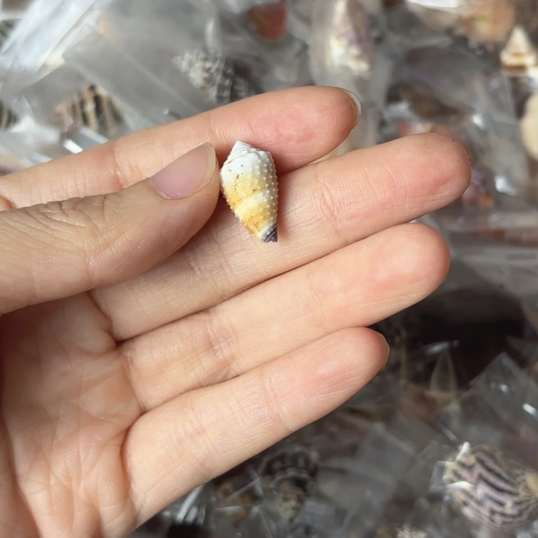 ****y天然海螺特价福利