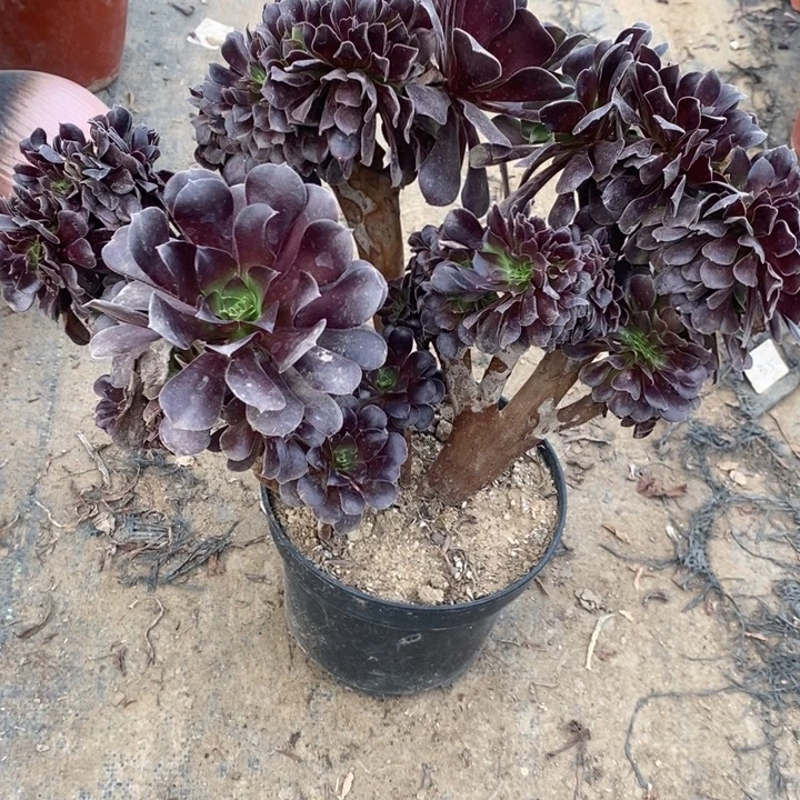 欧紫缀9多肉植物法师法师