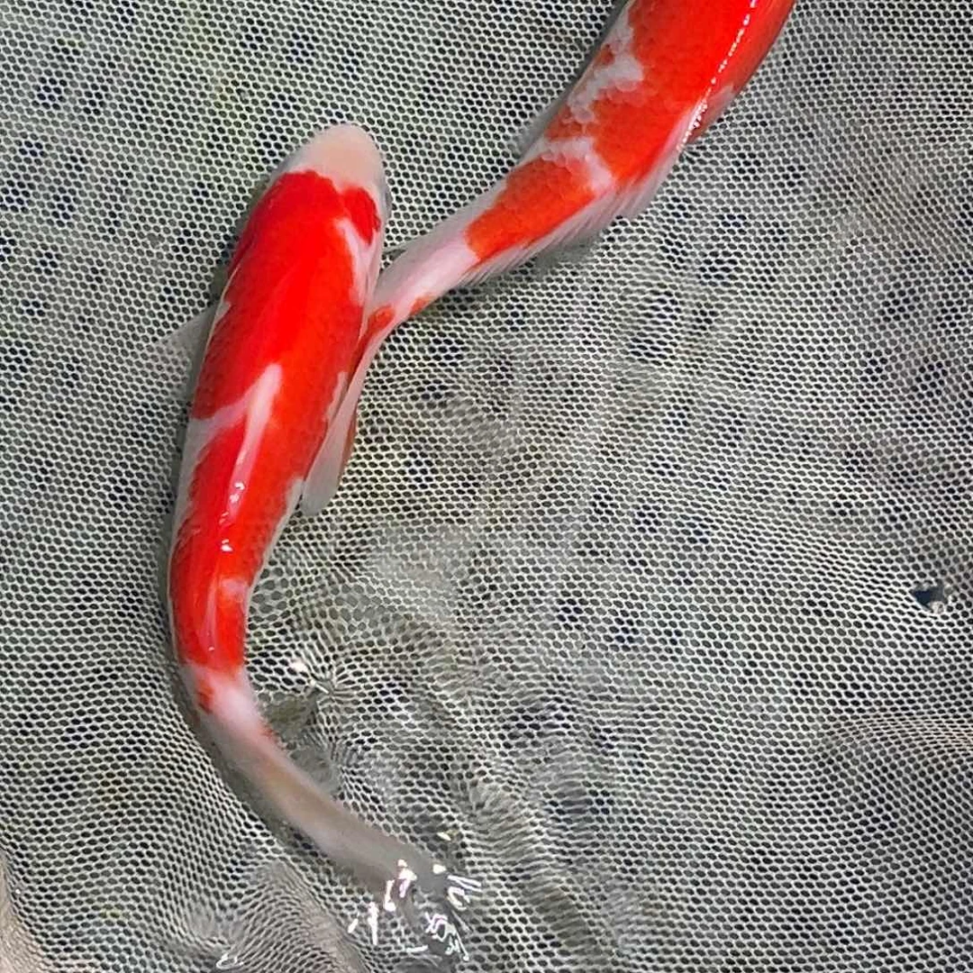 锦鲤锦鲤观赏鱼1111