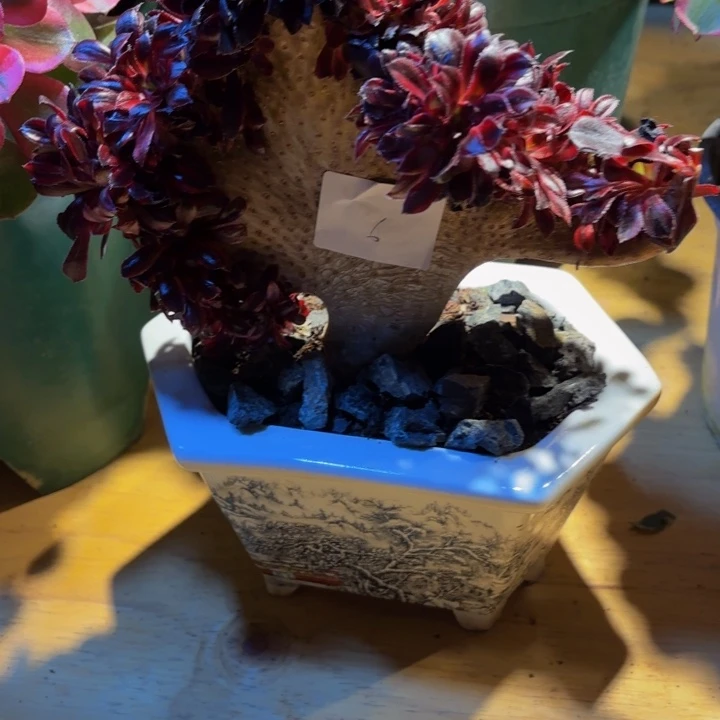 云南墨法师好看6号