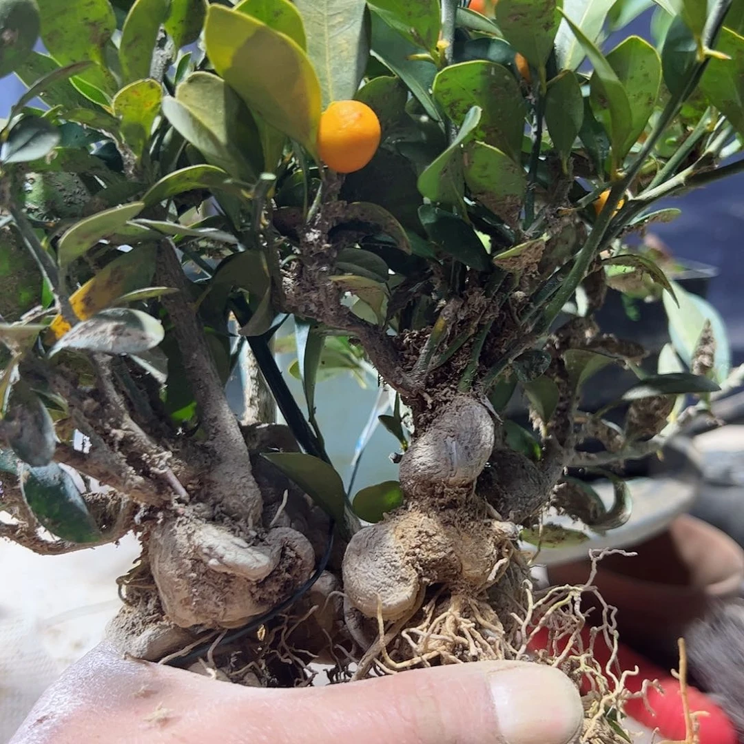 二**?趣味把玩diy小苗