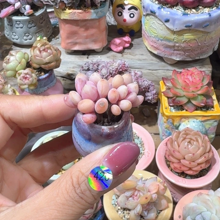 420 多肉含盆土 30元包邮 除偏远地区