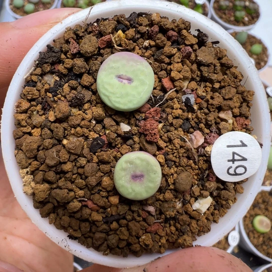 红嘴两颗带盆土149000