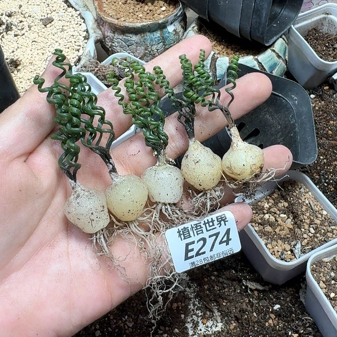 多肉植物的润泽rgg