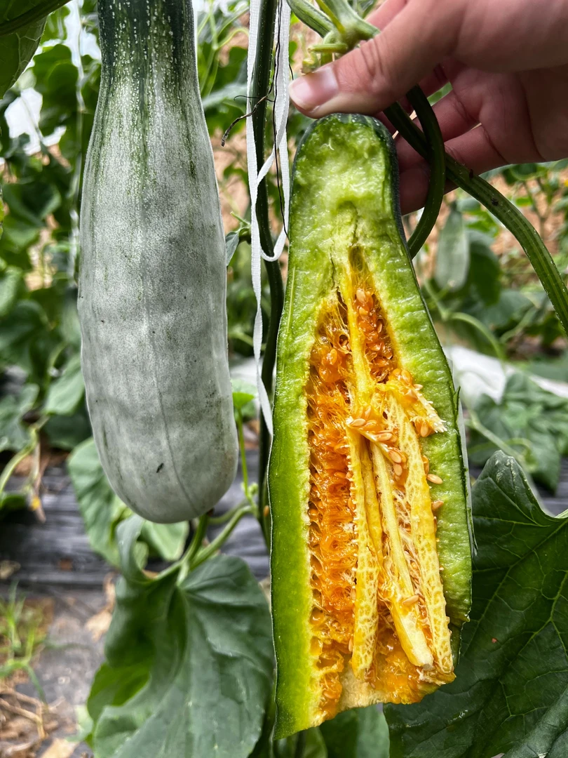 福利专属【坏果包赔】头茬羊角蜜甜瓜脆甜多汁当季水果现摘现发