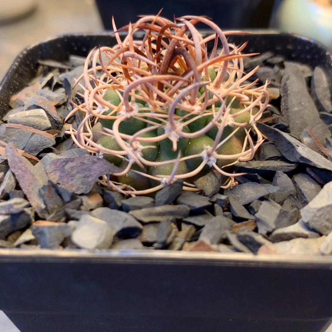昵****有专拍一物一拍。