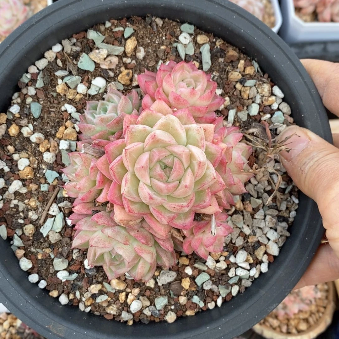 精品多肉一物一拍197