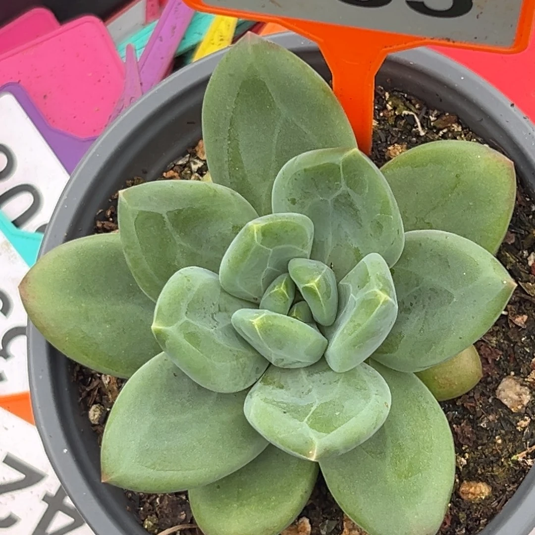 多肉植物圆叶海洋485