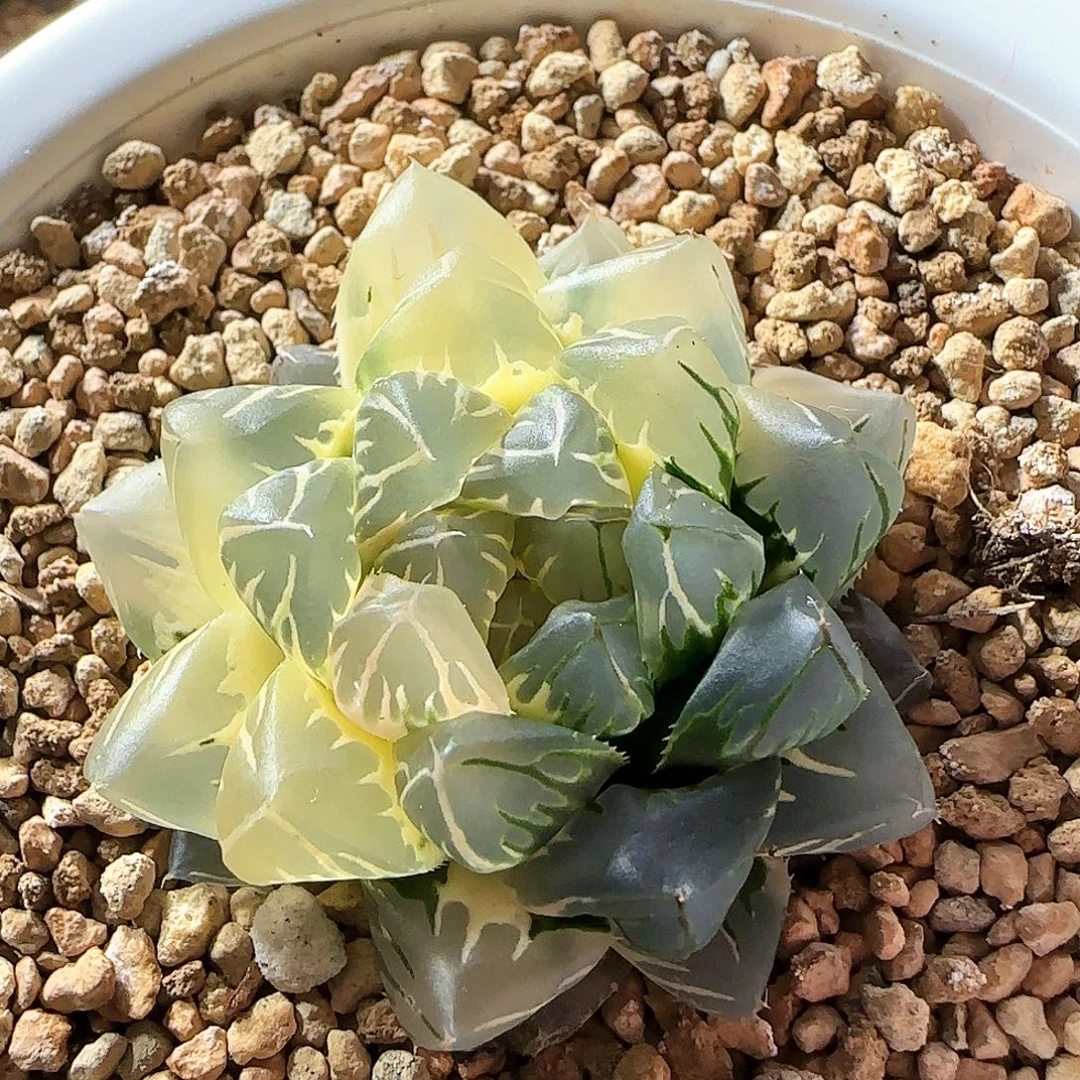 121号水中月半边糊斑一物一拍带盆土