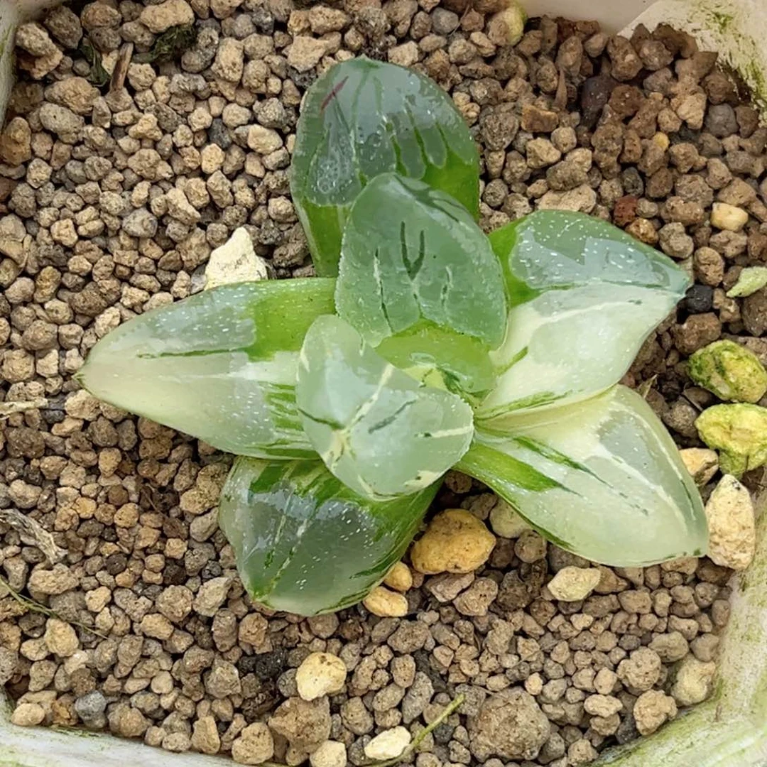 47冰城寿锦福利专场