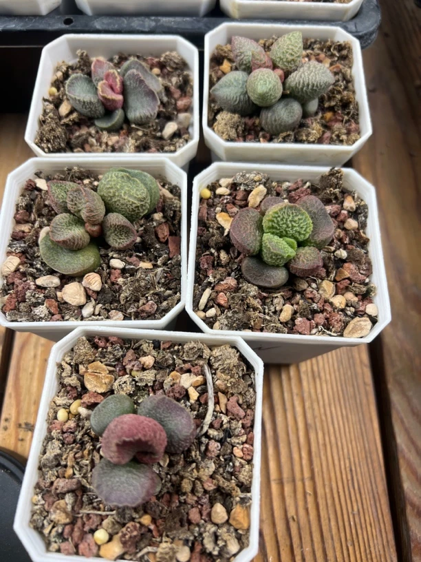 大不了w水泡多肉植物