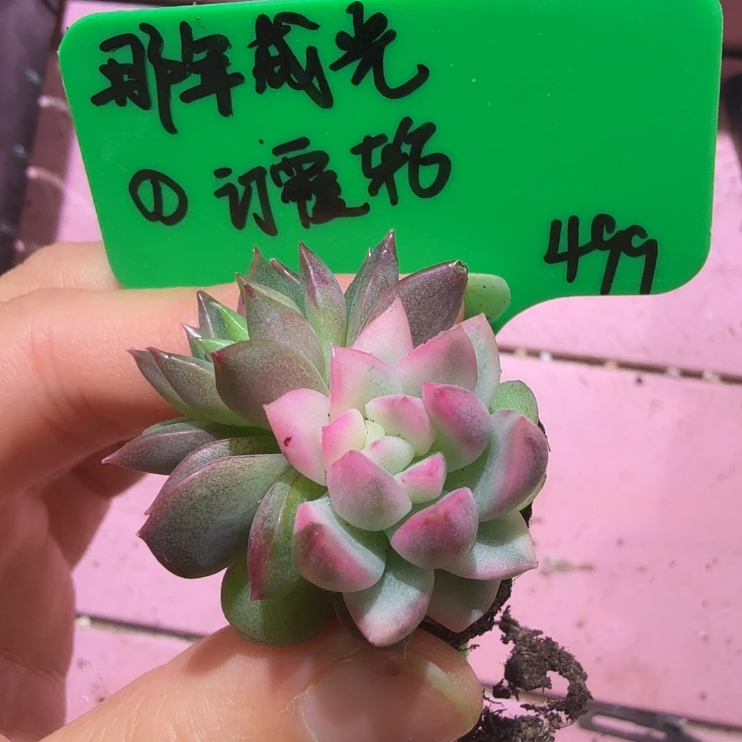 那***光东云杂，多肉植物。