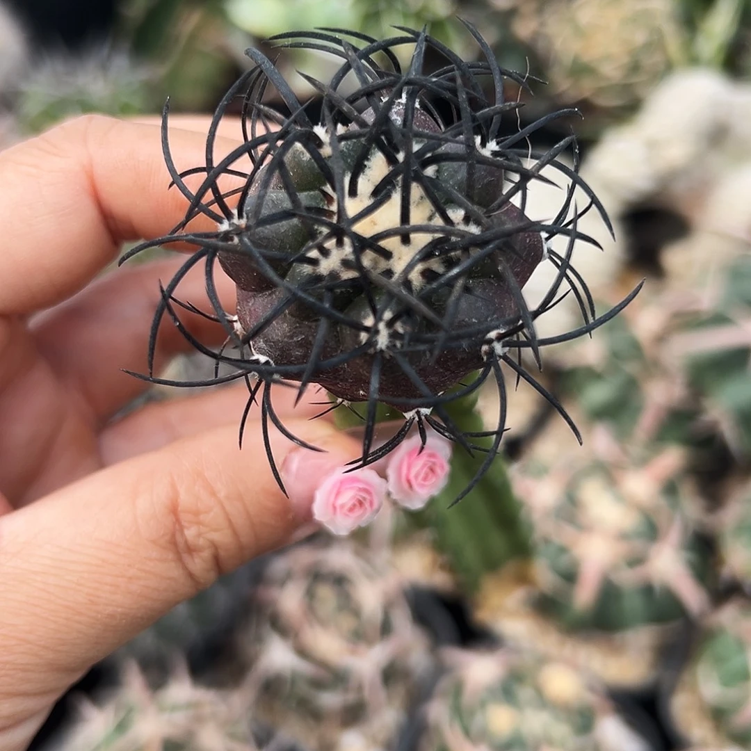 精选栗星玉仙人球6666666