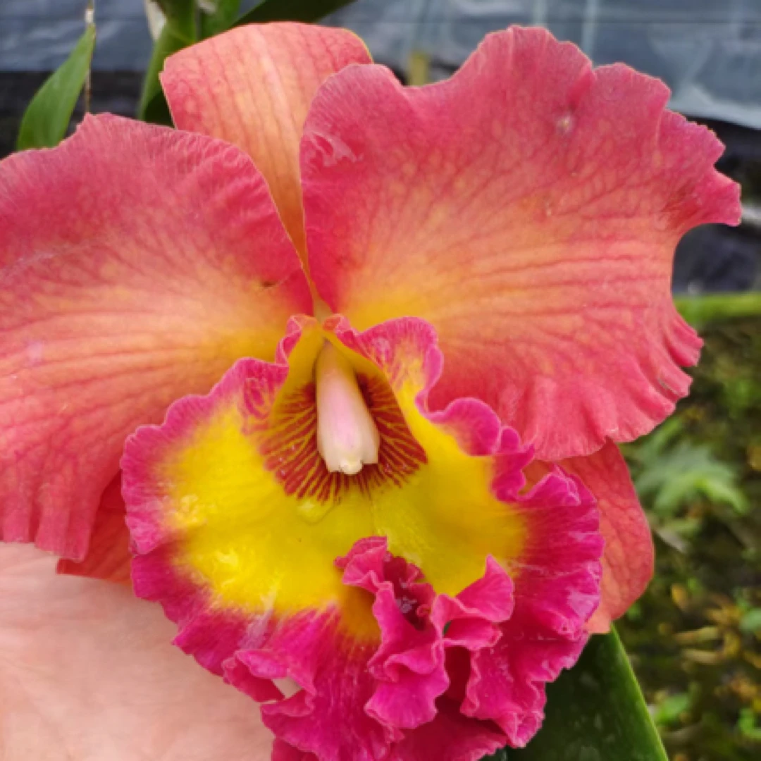 红太阳卡特兰花大花香 复色花 适合盆栽 可室内室外养