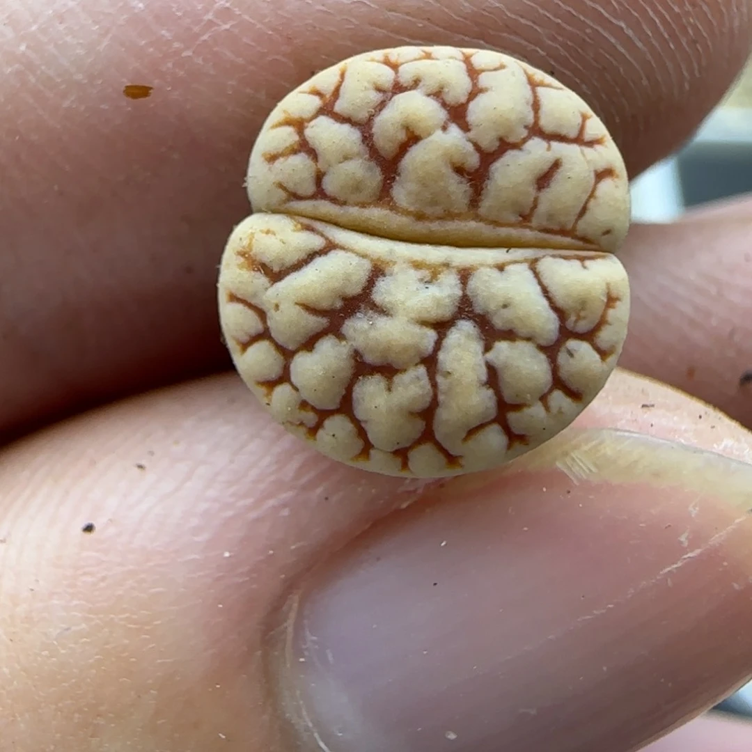 584红粗纹189 生石花大棚直播