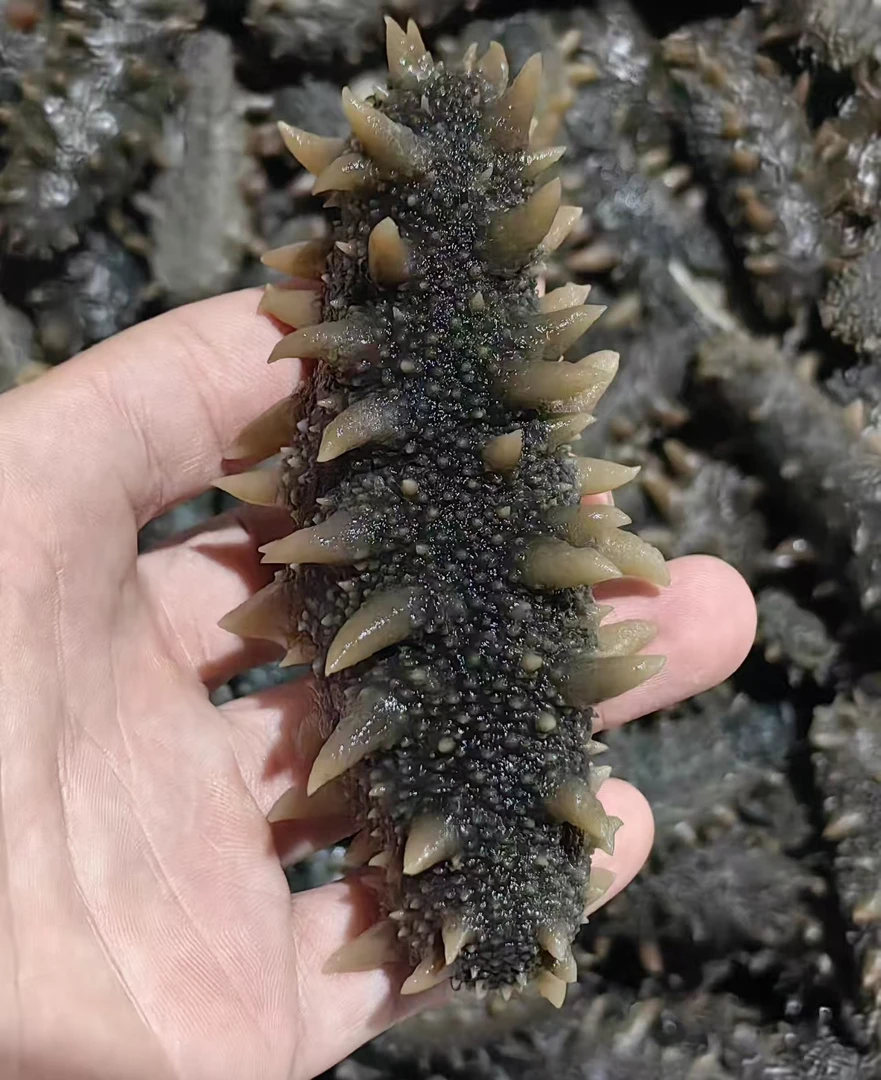 鲜食海参 13—20 头500g精品