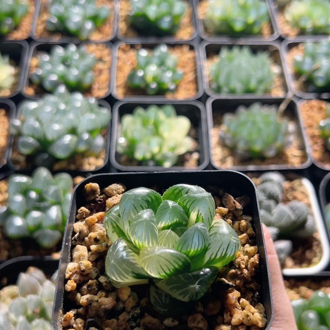 大窗实生玉露锦多肉植物