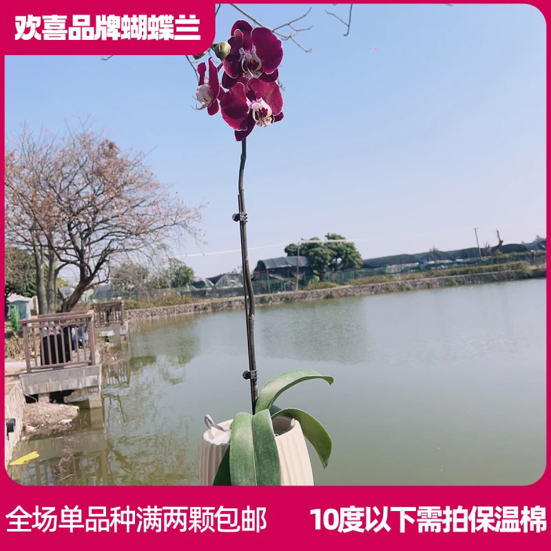 【幻影】蝴蝶兰室内客厅养 带花发货