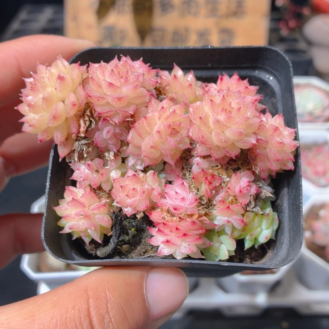 粉特麦秆多肉9.9包邮发货