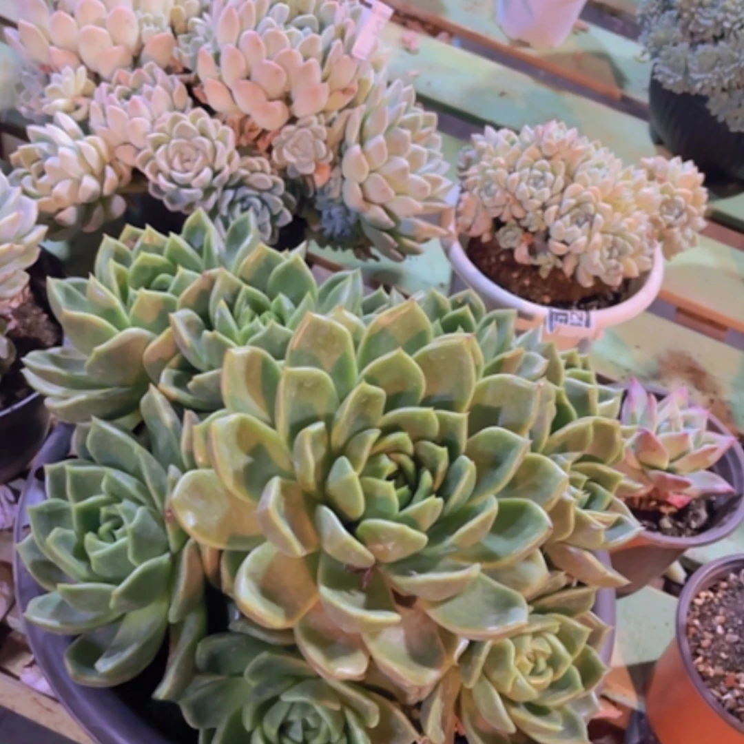 【闪购商品】白玫瑰29299