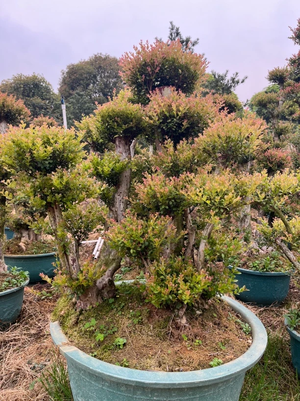 原生山採赤楠老桩，直播间一物一拍老桩盆景盆景植物室内