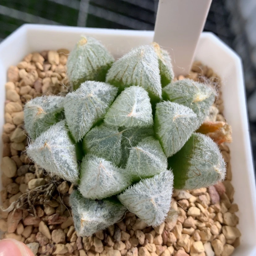 【闪购商品】木*习45梦露无售后