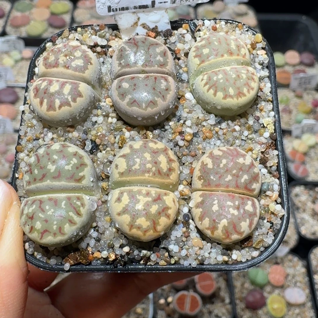 Ssss清仓便宜出了