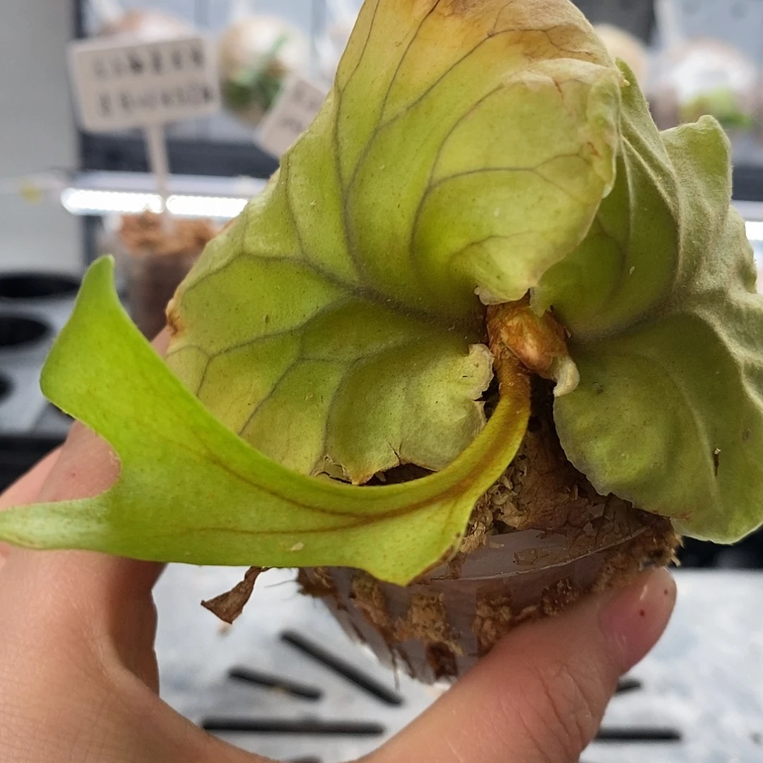 无花朵宽叶亚猴鹿角蕨