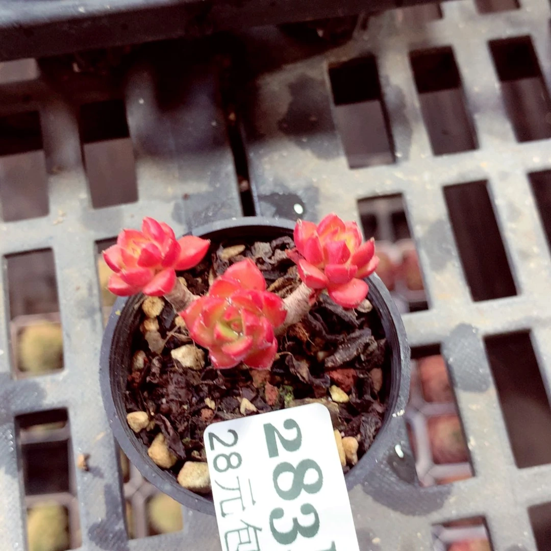 5厘米盆精控多肉283