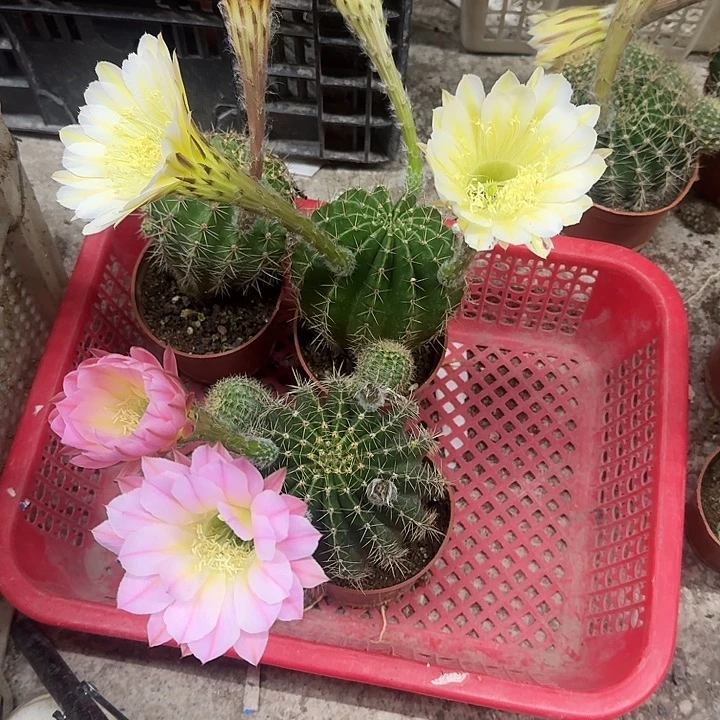 *****无花朵彩草哈哈哈哈哈哈哈哈哈