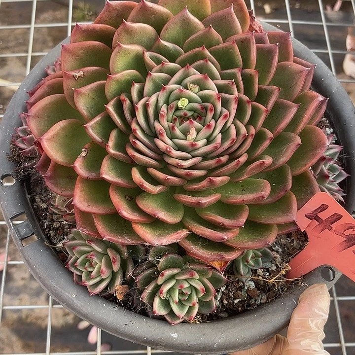 两单包邮，一物一拍493蓝月亮