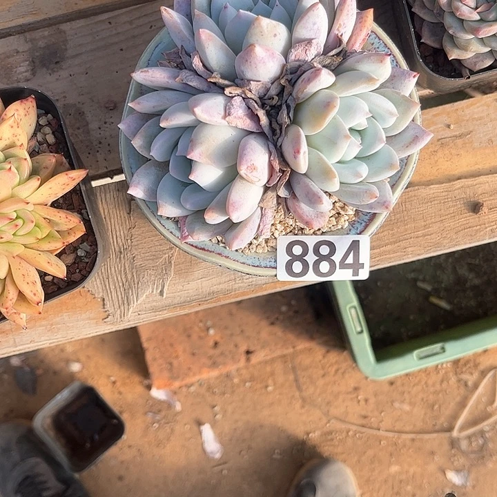 小**.多肉植物一物一拍