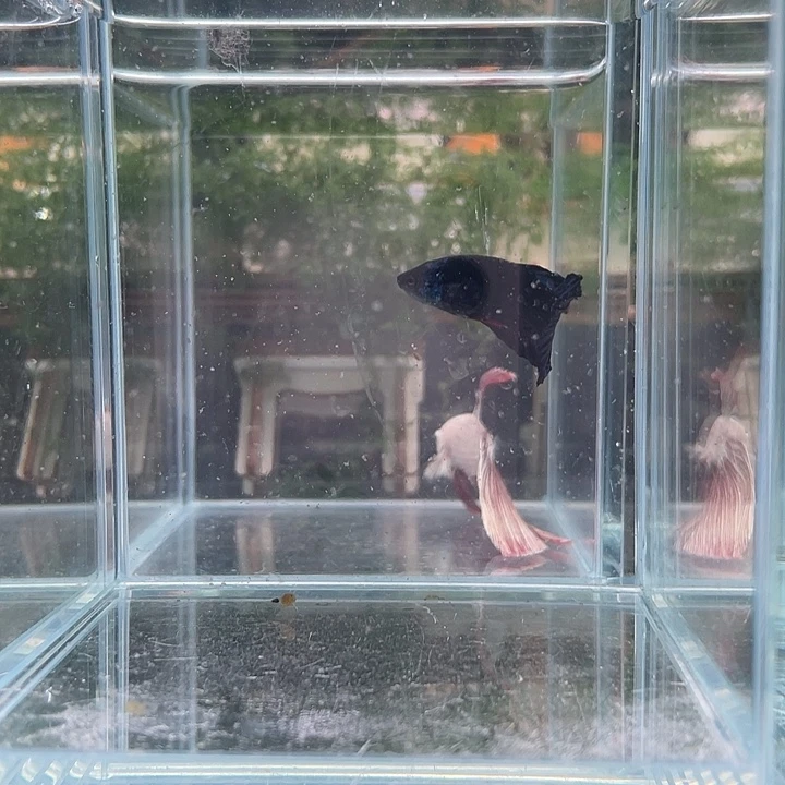 斗鱼活体不退不换谢谢