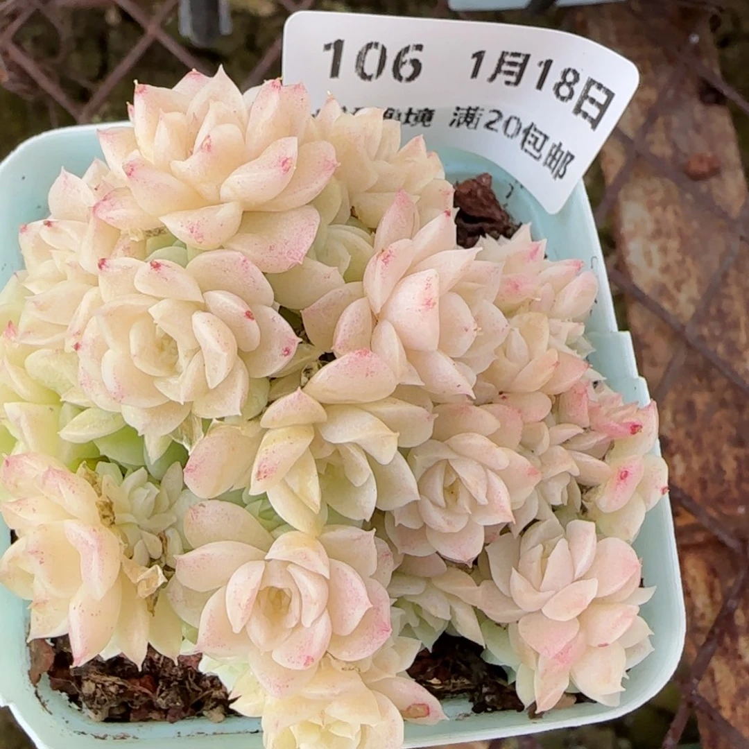 花语逸镜0118-106