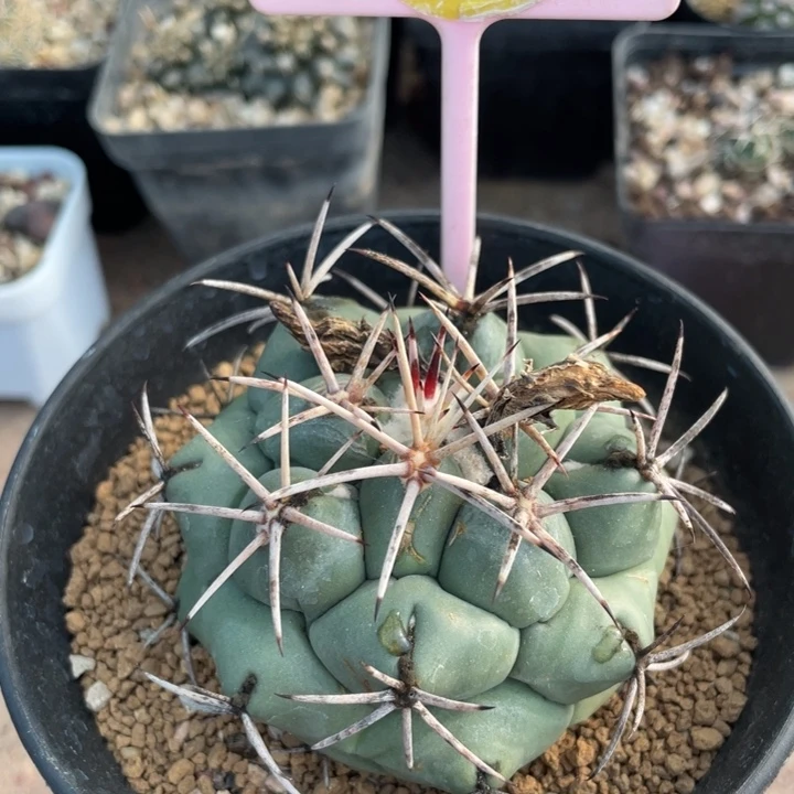 实生龙角冠25380000000