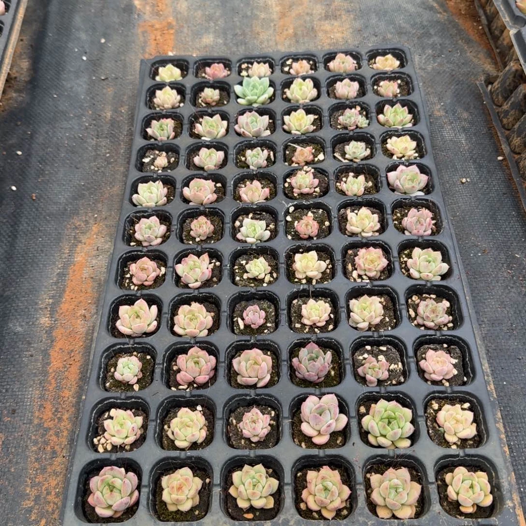 18-25珍妮一盘剪穴盘发货量拍