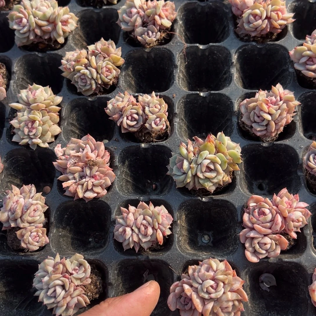 夜莺群3cm到手1颗量拍多肉满18元包邮下午发货