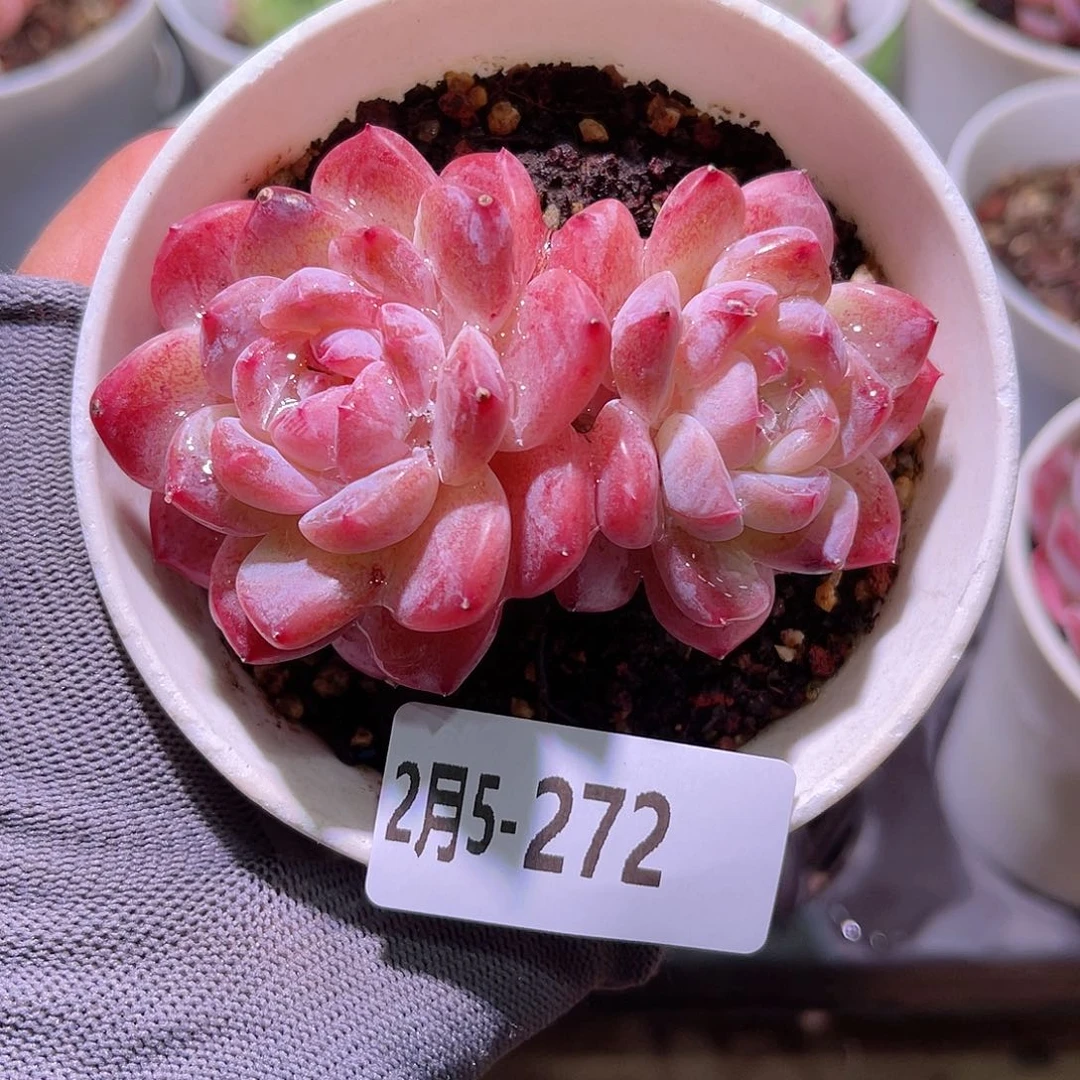 花05-272新品双头