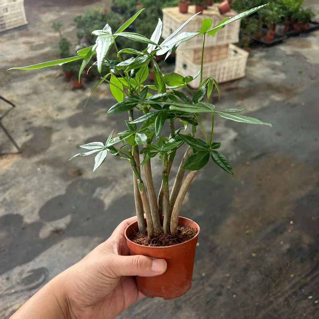 精品桌面多株发财树  种子培育苗