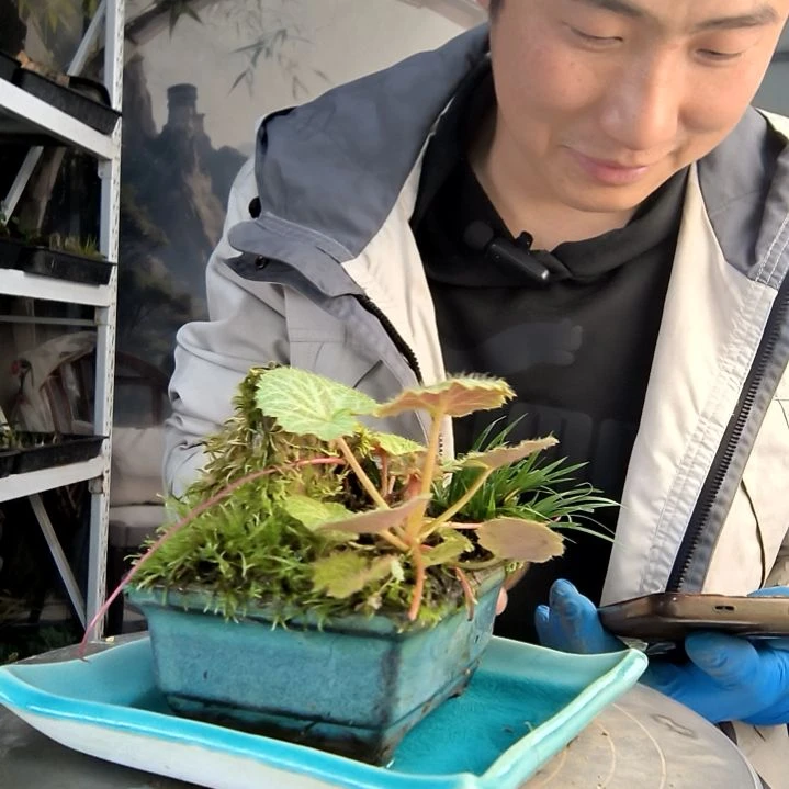 肖*波小盆景小植物一物一拍42