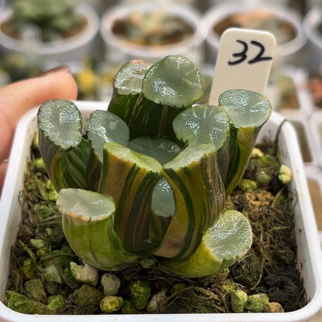 32天照实生万象锦福利专场
