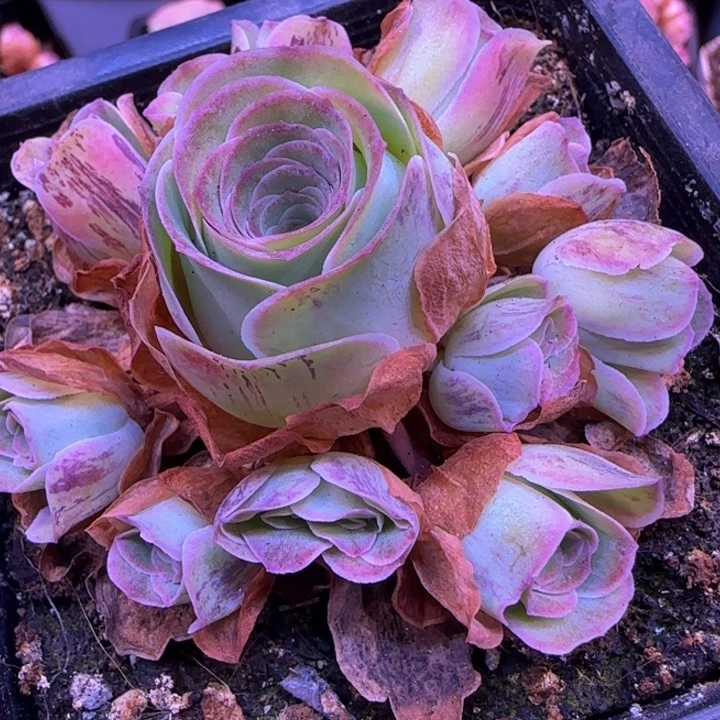 福利捧花1242427675757683