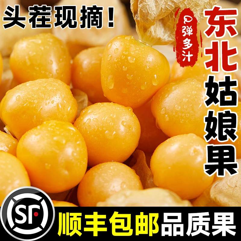 【顺丰包邮】东北姑娘果新鲜大果特产水果灯笼果小金豆甜菇娘果黄果
